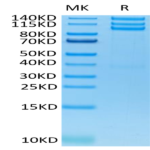 Human Integrin alpha V beta 3 (ITGAV&ITGB3) Heterodimer Protein (ITG-HM4V3)