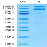 Biotinylated Human Integrin alpha V beta 3 (ITGAV&ITGB3) Heterodimer Protein (ITG-HM4V3B)