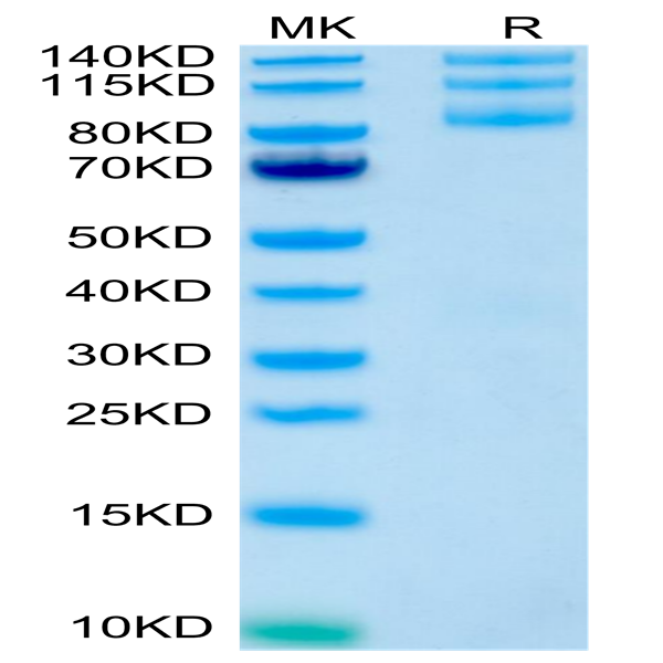 Human Integrin alpha V beta 5 (ITGAV&ITGB5) Heterodimer Protein (ITG-HM4V5)