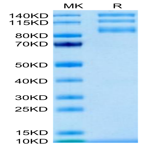 Biotinylated Human Integrin alpha V beta 5 (ITGAV&ITGB5) Heterodimer Protein (ITG-HM4V5B)