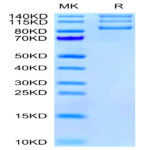 Human Integrin alpha V beta 8 (ITGAV&ITGB8) Heterodimer Protein (ITG-HM4V8)