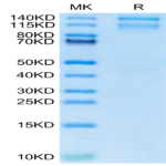 Mouse Integrin alpha 10 beta 1 (ITGA10&ITGB1) Heterodimer Protein (ITG-MM110)