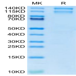 Mouse Integrin alpha 10 beta 1 (ITGA10&ITGB1) Heterodimer Protein (ITG-MM110)