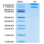 Mouse Integrin alpha 1 beta 1 (ITGA1&ITGB1) Heterodimer Protein (ITG-MM1A1)