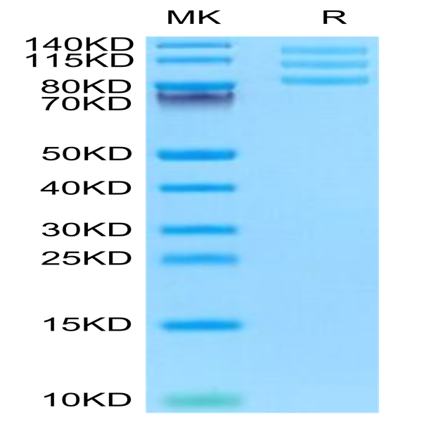 Mouse Integrin alpha V beta 8 (ITGAV&ITGB8) Heterodimer Protein (ITG-MM1V8)
