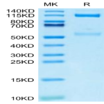 Mouse Integrin alpha V beta 3 (ITGAV&ITGB3) Heterodimer Protein (ITG-MM2V3)