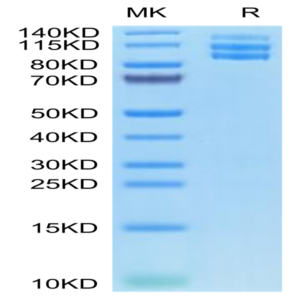 Biotinylated Mouse Integrin alpha V beta 3 (ITGAV&ITGB3) Heterodimer Protein (ITG-MM4V3B)