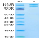 Rhesus macaque Integrin alpha V beta 6 (ITGAV&ITGB6) Heterodimer Protein (ITG-RM1V6)