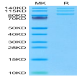 Rhesus macaque Integrin alpha V beta 8 (ITGAV&ITGB8) Heterodimer Protein (ITG-RM1V8)
