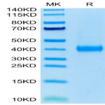 Human JAML Protein (JAM-HM101)