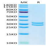 Human JAM-A Protein (JAM-HM10A)