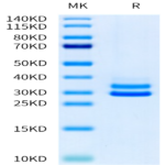 Mouse JAM-A Protein (JAM-MM10A)