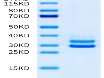 Mouse JAM-A Protein (JAM-MM10A)