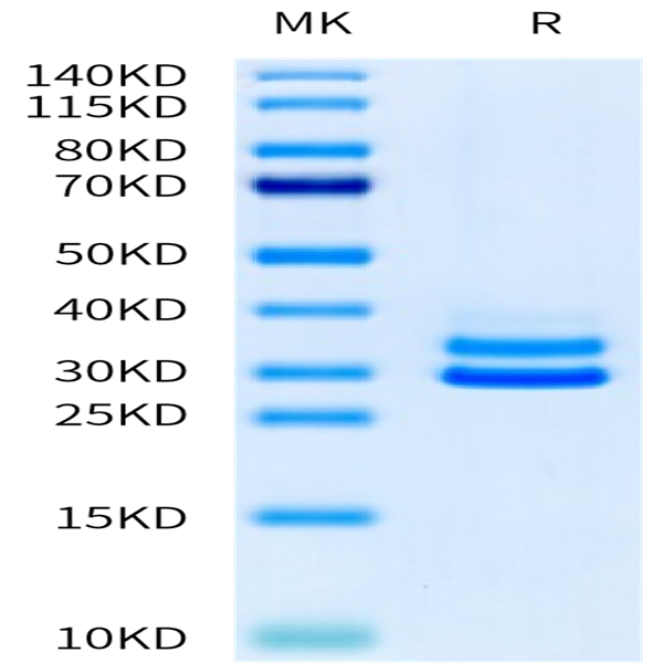 Mouse JAM-A Protein (JAM-MM10A) Mouse JAM-A Protein (JAM-MM10A)