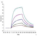 Human FGF-7/KGF Protein (KGF-HE101)