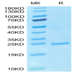 Human FGF-7/KGF Protein (KGF-HE101)