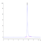 Biotinylated Human FGF-7/KGF Protein (Primary Amine Labeling) (KGF-HE101B)