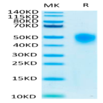 Human KIR2DL1 Protein (KIR-HM4L1)