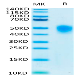 Human KIR2DL1 Protein (KIR-HM4L1)