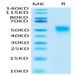 Biotinylated Human KIR2DL1 Protein (KIR-HM4L1B)