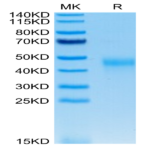 Human KIR2DL2 Protein (KIR-HM4L2)