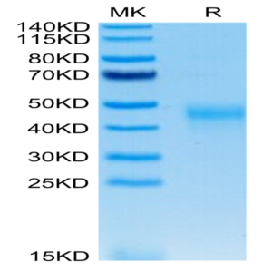 Human KIR2DL2 Protein (KIR-HM4L2)