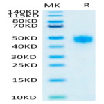 Human KIR2DL3 Protein (KIR-HM4L3)