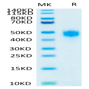 Human KIR2DL3 Protein (KIR-HM4L3)