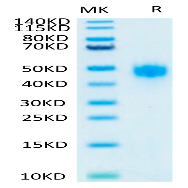 Human KIR2DL3 Protein (KIR-HM4L3)
