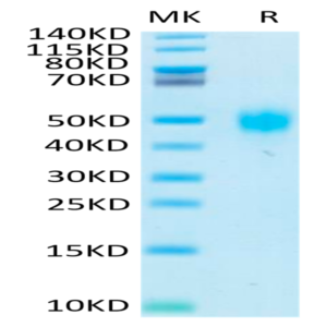 Biotinylated Human KIR2DL3 Protein (KIR-HM4L3B)