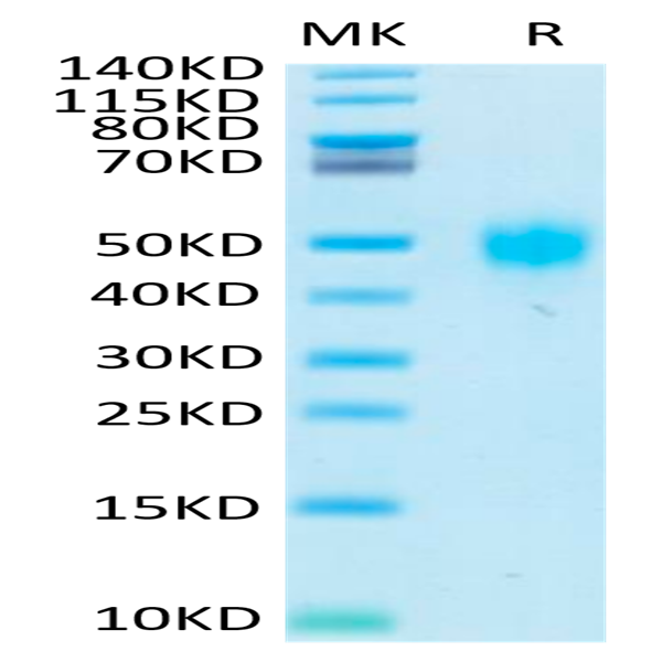 Biotinylated Human KIR2DL3 Protein (KIR-HM4L3B)