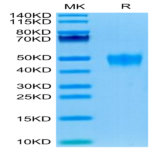 Human KIR2DL5 Protein (KIR-HM4L5)