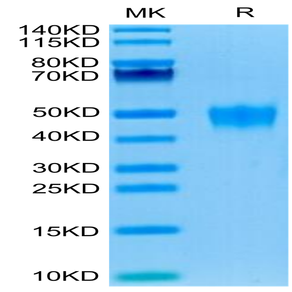 Human KIR2DL5 Protein (KIR-HM4L5)