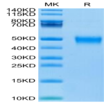 Biotinylated Human KIR2DL5 Protein (KIR-HM4L5B)