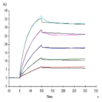 Human Beta Klotho Protein (KLB-HM101)