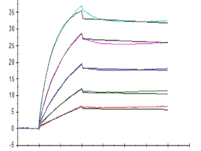 Human Beta Klotho Protein (KLB-HM101)