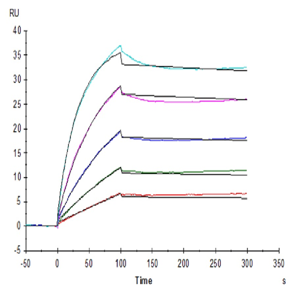 Human Beta Klotho Protein (KLB-HM101) Human Beta Klotho Protein (KLB-HM101)
