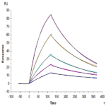 Mouse Beta Klotho Protein (KLB-MM101)