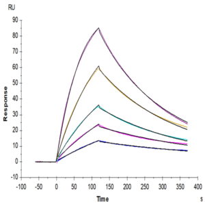 Mouse Beta Klotho Protein (KLB-MM101)