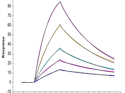 Mouse Beta Klotho Protein (KLB-MM101)