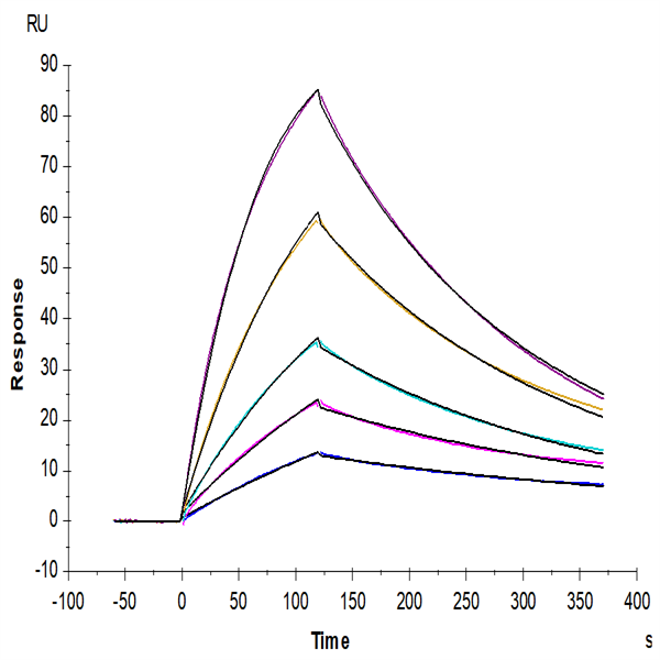 Mouse Beta Klotho Protein (KLB-MM101) Mouse Beta Klotho Protein (KLB-MM101)
