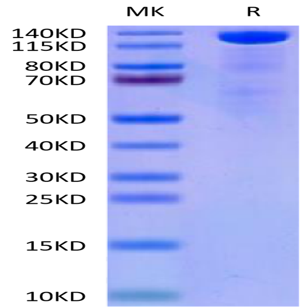 Mouse Beta Klotho Protein (KLB-MM101)