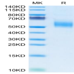 Human KLRG1 Protein (KLR-HM2G1)
