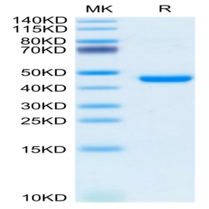 Mouse KLRG1 Protein (KLR-MM2G1)