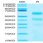 Human KIR3DL2 Protein (KR3-HM4L2)