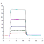 Human KIR3DL3 Protein (KR3-HM4L3)