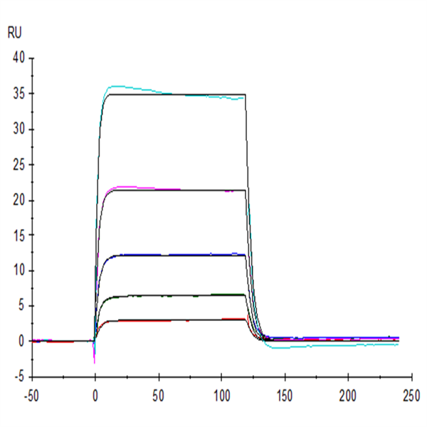 Human KIR3DL3 Protein (KR3-HM4L3) Human KIR3DL3 Protein (KR3-HM4L3)
