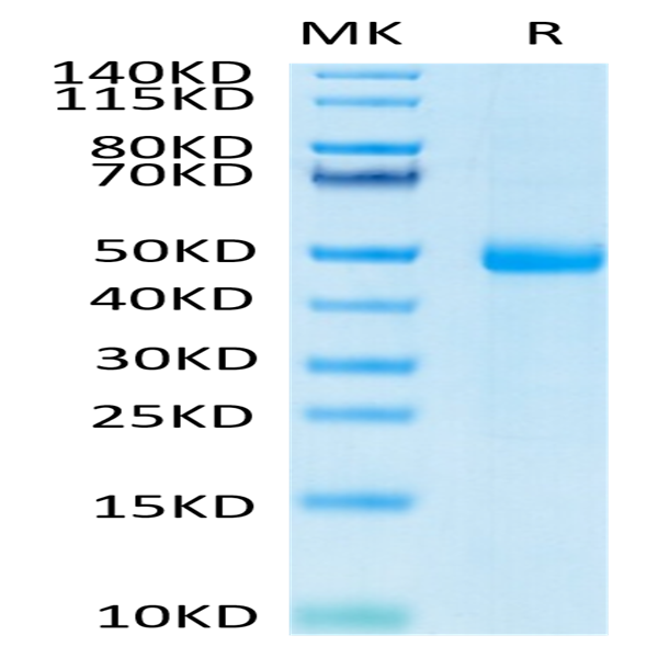 Human KIR3DL3 Protein (KR3-HM4L3)