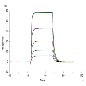 Biotinylated Human KIR3DL3 Protein (KR3-HM4L3B)