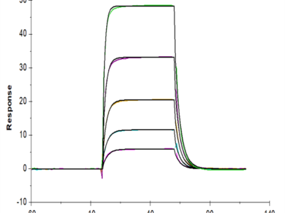 Biotinylated Human KIR3DL3 Protein (KR3-HM4L3B)